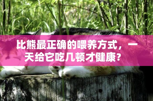 比熊最正確的喂養方式，一天給它吃幾頓才健康？ 