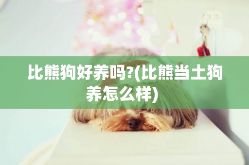 比熊狗好養嗎?(比熊當土狗養怎么樣) 