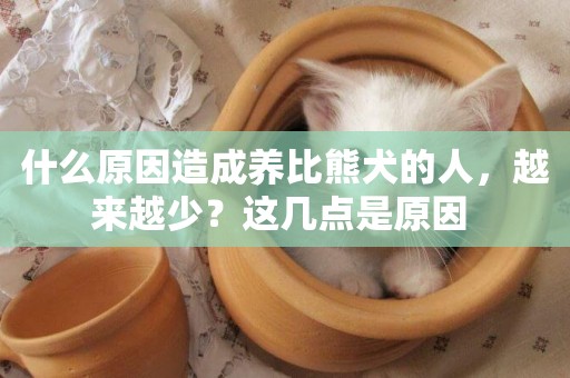 什么原因造成養比熊犬的人，越來越少？這幾點是原因 