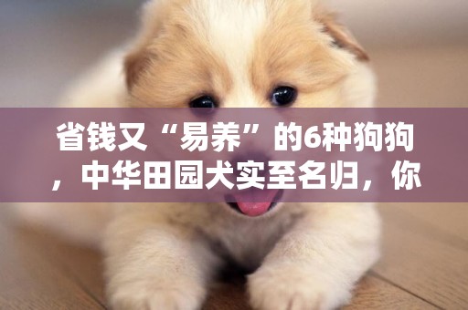 省錢又“易養”的6種狗狗，中華田園犬實至名歸，你家狗狗好養嗎 