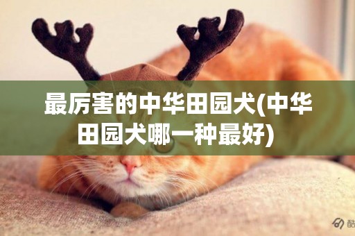 最厲害的中華田園犬(中華田園犬哪一種最好) 