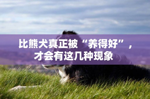 比熊犬真正被“養得好”，才會有這幾種現象 