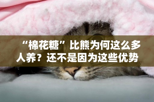 “棉花糖”比熊為何這么多人養？還不是因為這些優勢 