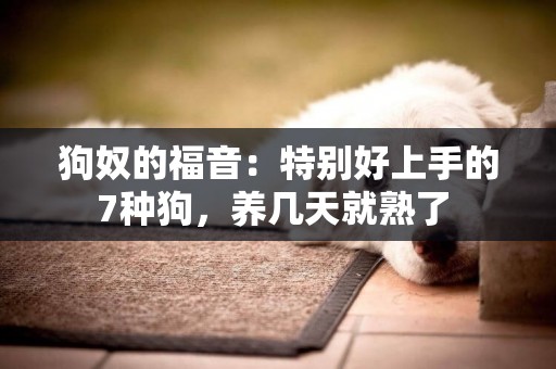 狗奴的福音：特別好上手的7種狗，養幾天就熟了 