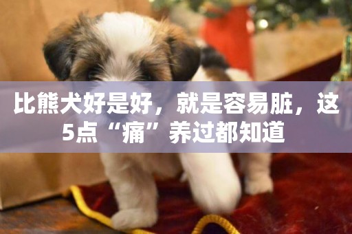 比熊犬好是好，就是容易臟，這5點“痛”養過都知道 