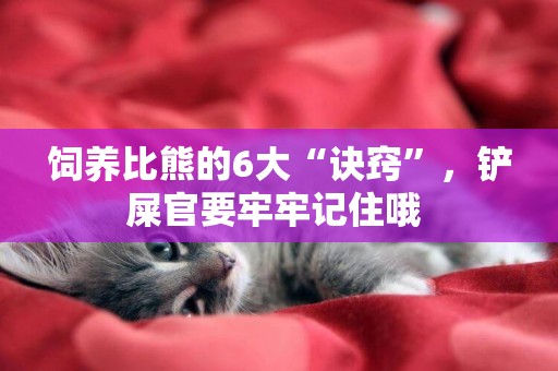 飼養比熊的6大“訣竅”，鏟屎官要牢牢記住哦 