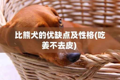 比熊犬的優缺點及性格(吃姜不去皮) 