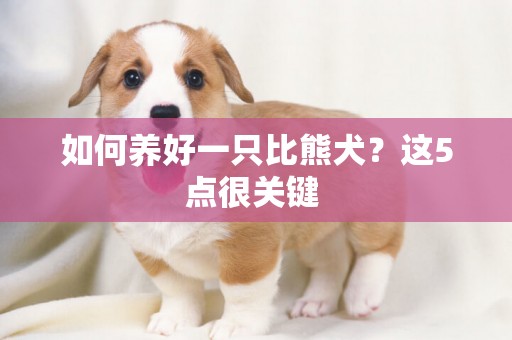 如何養好一只比熊犬？這5點很關鍵 