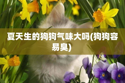 夏天生的狗狗氣味大嗎(狗狗容易臭) 