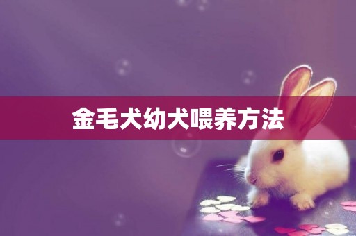 金毛犬幼犬喂養方法
