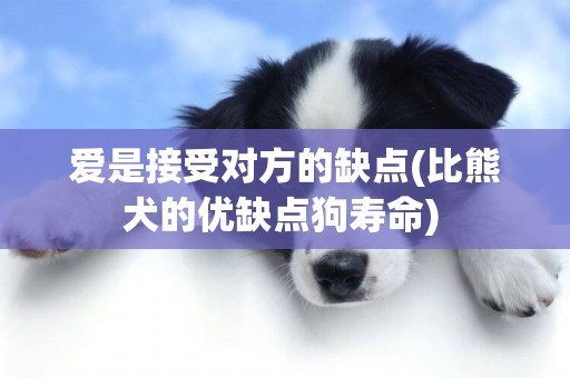 愛是接受對方的缺點(比熊犬的優缺點狗壽命) 