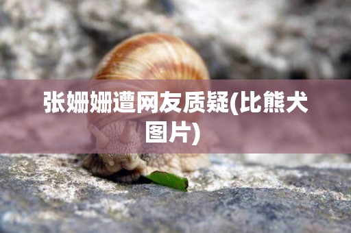 張姍姍遭網友質疑(比熊犬圖片) 