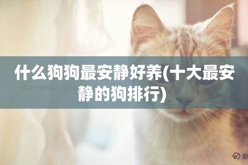 什么狗狗最安靜好養(十大最安靜的狗排行) 