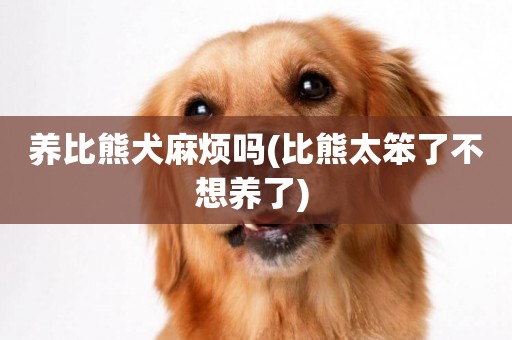 養比熊犬麻煩嗎(比熊太笨了不想養了) 