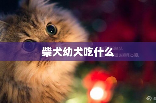柴犬幼犬吃什么
