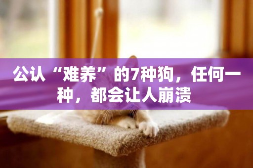 公認“難養”的7種狗，任何一種，都會讓人崩潰 