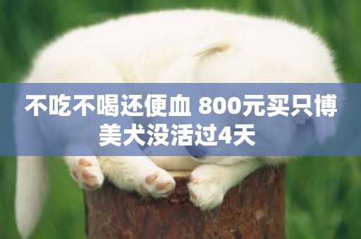 不吃不喝還便血 800元買只博美犬沒活過4天 