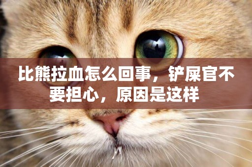 比熊拉血怎么回事，鏟屎官不要擔心，原因是這樣 