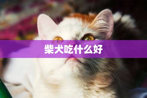柴犬吃什么好
