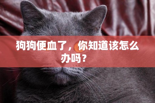 狗狗便血了，你知道該怎么辦嗎？ 