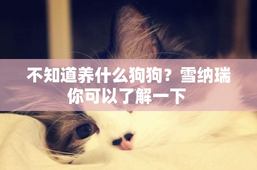不知道養什么狗狗？雪納瑞你可以了解一下 
