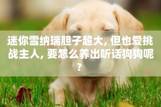 迷你雪納瑞膽子超大, 但也愛挑戰主人, 要怎么養出聽話狗狗呢? 