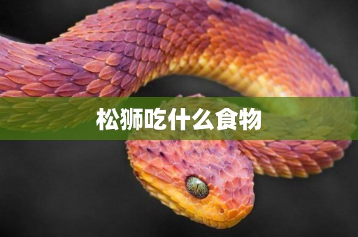 松獅吃什么食物