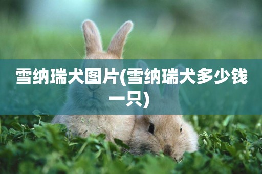 雪納瑞犬圖片(雪納瑞犬多少錢一只) 