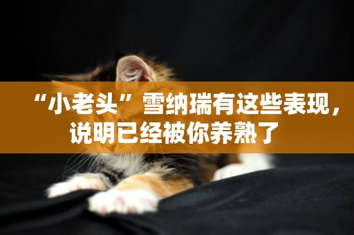 “小老頭”雪納瑞有這些表現，說明已經被你養熟了 
