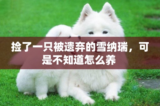 撿了一只被遺棄的雪納瑞，可是不知道怎么養 