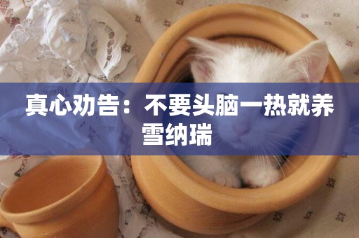 真心勸告：不要頭腦一熱就養雪納瑞 