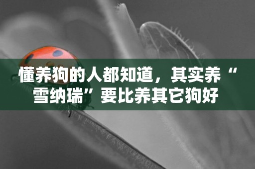 懂養狗的人都知道，其實養“雪納瑞”要比養其它狗好 