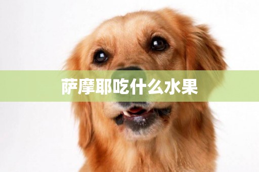 薩摩耶吃什么水果