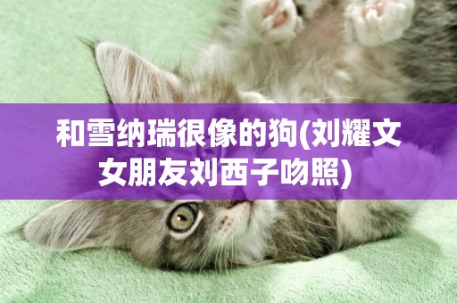 和雪納瑞很像的狗(劉耀文女朋友劉西子吻照) 