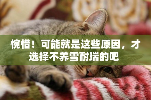 惋惜！可能就是這些原因，才選擇不養雪耐瑞的吧 