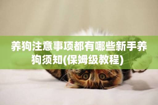 養狗注意事項都有哪些新手養狗須知(保姆級教程) 