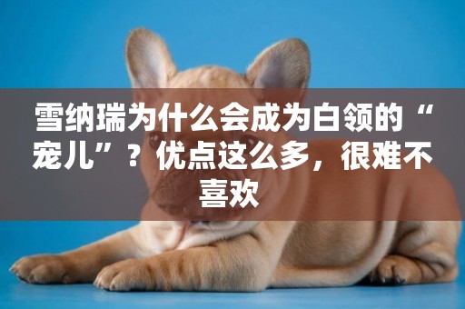 雪納瑞為什么會成為白領的“寵兒”？優點這么多，很難不喜歡 