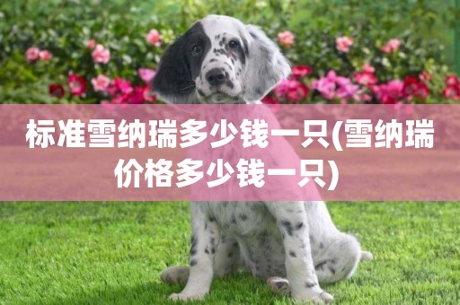 標準雪納瑞多少錢一只(雪納瑞價格多少錢一只) 