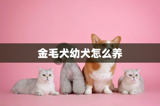 金毛犬幼犬怎么養