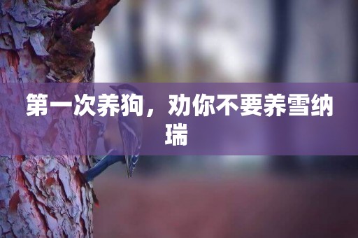 第一次養狗，勸你不要養雪納瑞 