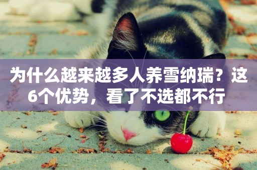 為什么越來越多人養雪納瑞？這6個優勢，看了不選都不行 