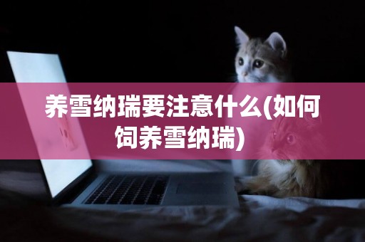 養雪納瑞要注意什么(如何飼養雪納瑞) 