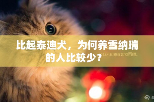 比起泰迪犬，為何養雪納瑞的人比較少？ 