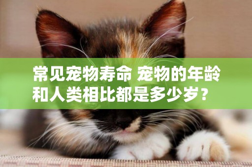常見寵物壽命 寵物的年齡和人類相比都是多少歲？ 
