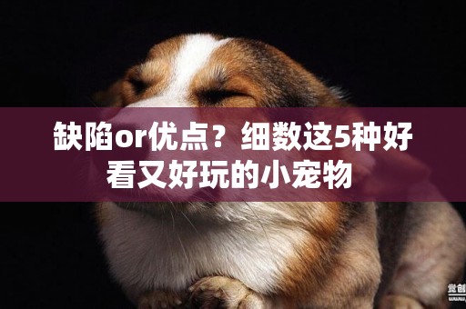 缺陷or優點？細數這5種好看又好玩的小寵物 