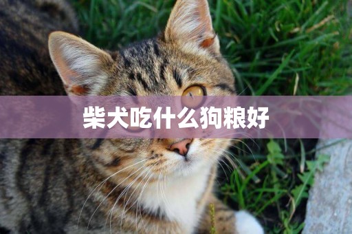 柴犬吃什么狗糧好