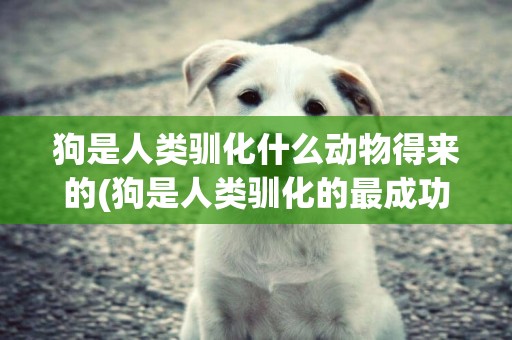 狗是人類馴化什么動物得來的(狗是人類馴化的最成功的動物嗎) 