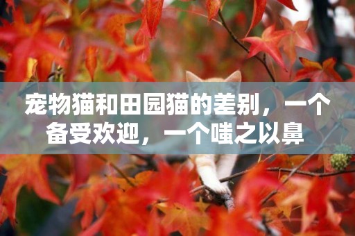 寵物貓和田園貓的差別，一個備受歡迎，一個嗤之以鼻 