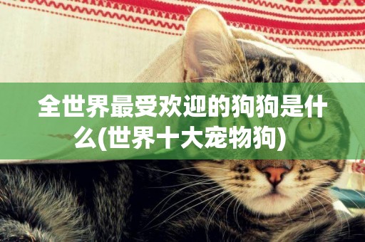 全世界最受歡迎的狗狗是什么(世界十大寵物狗) 