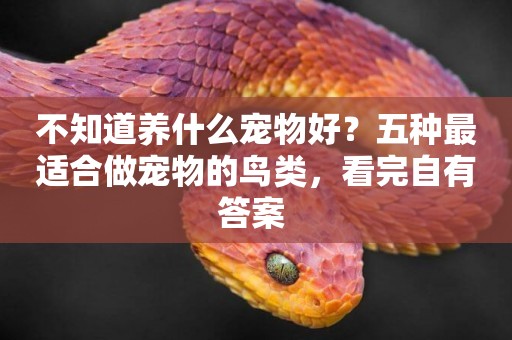 不知道養什么寵物好？五種最適合做寵物的鳥類，看完自有答案 